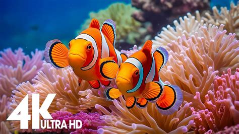Aquarium 4K VIDEO (ULTRA HD) Beautiful Relaxing Coral Reef Fish .